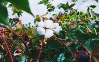 How Cotton Seed Cake Can  Revolutionize Your Dairy Farm’s Milk Yield