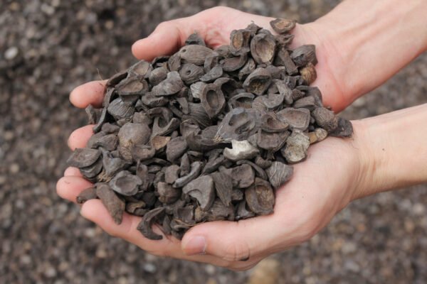 Palm Kernel Shells