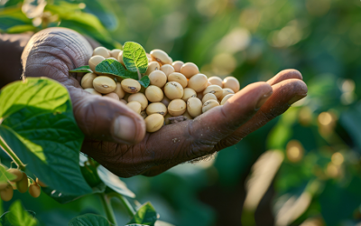 Why Soya Bean is the Ultimate  Choice for Livestock Nutrition